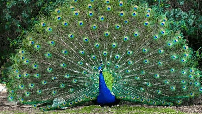 can peacocks fly m.png