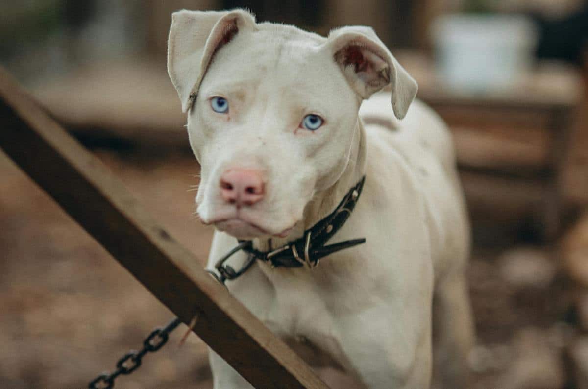 Mai più cani legati alle catene in Toscana: la giunta approva in via definitiva il divieto 1 cane catena.jpeg
