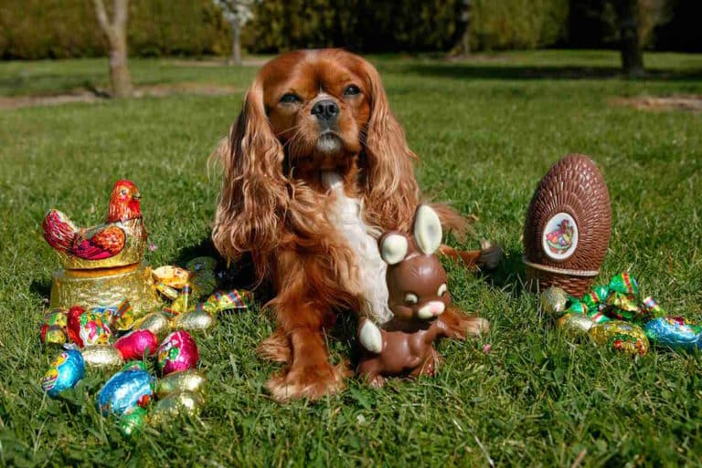 cane cioccolato Pasqua.jpg