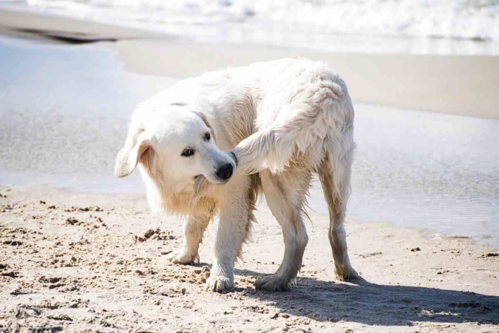 cane coda.jpg