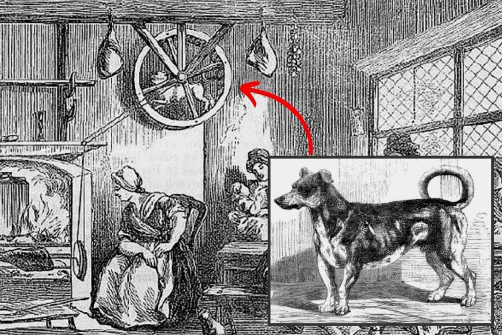 cane girarrosto 1.jpg