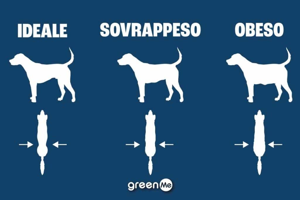 cani.jpg