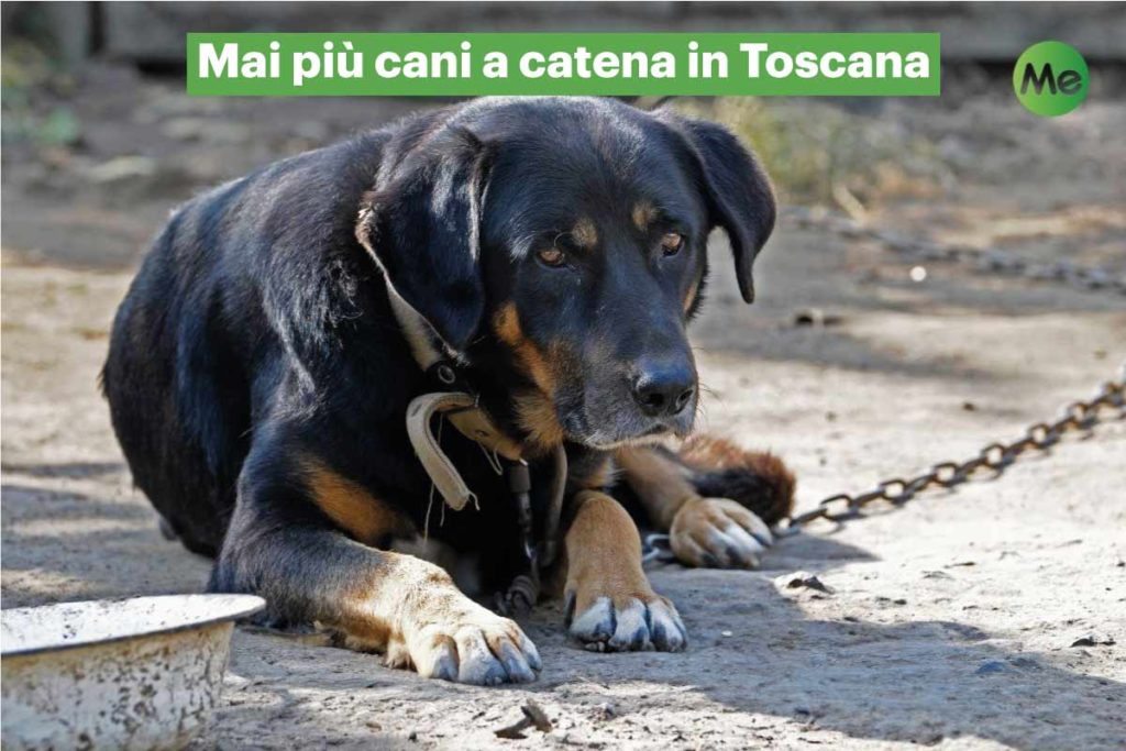 cani.jpg