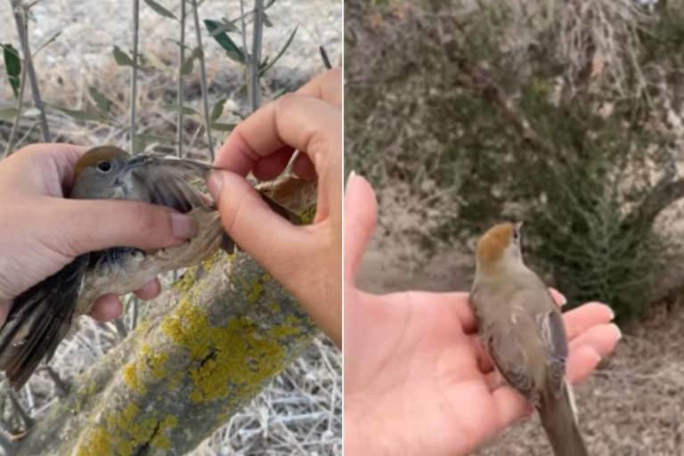 Uccellino finito in una trappola dei bracconieri torna a volare libero, il salvataggio più dolce che vedrai oggi 10 capinera.jpg