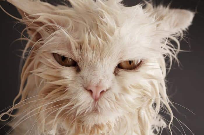 cat falls in tub of toxic chemicals m.jpg