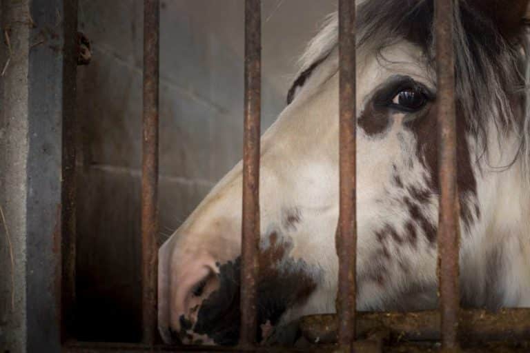 Caserta, fingevano di acquistare cavalli per ippoterapia e li rivendevano come carne da macello o per le corse clandestine 4 cavallo truffa.jpg