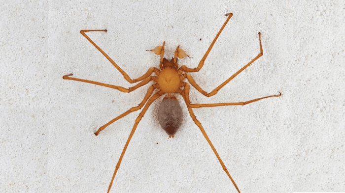 I Ragni delle Caverne dell’Oregon: Trogloraptor e Aracnidi Predatori 1 cave spiders m.png