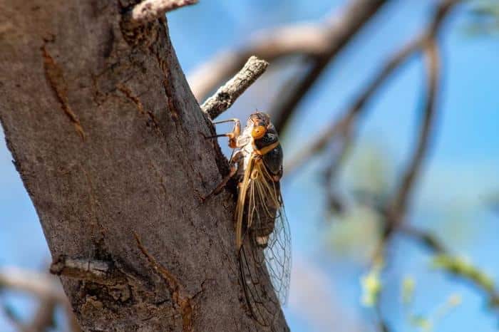 cicada m.jpg