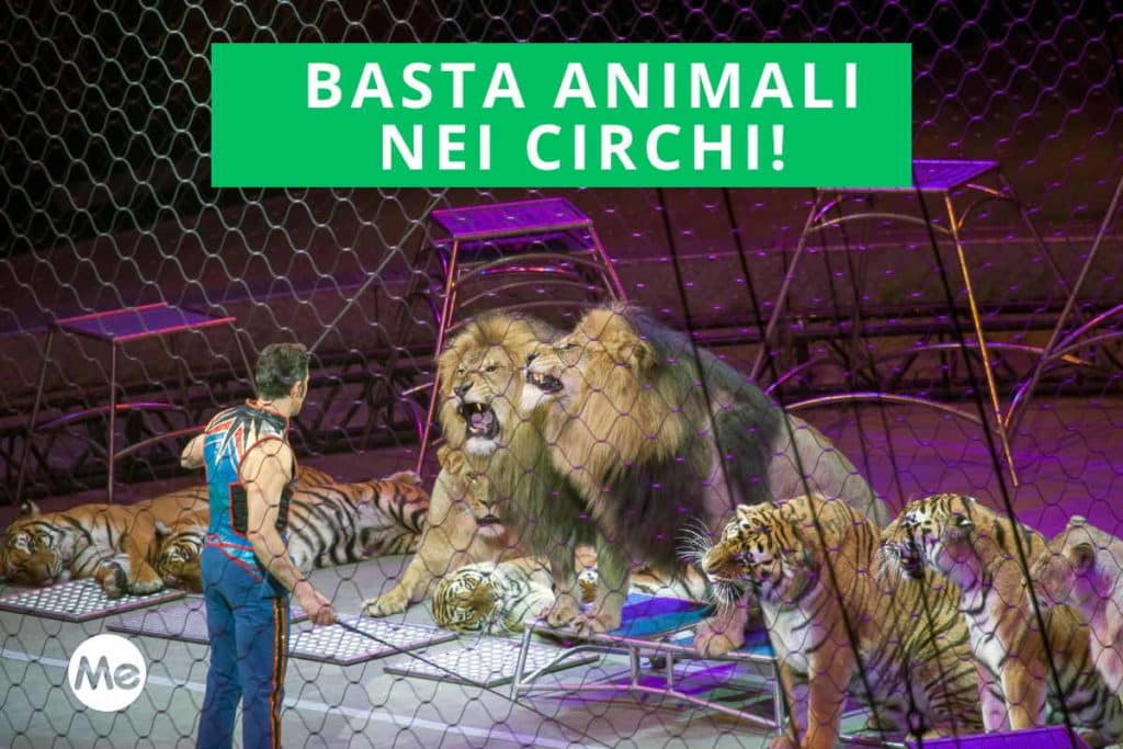 circhi animali.jpg