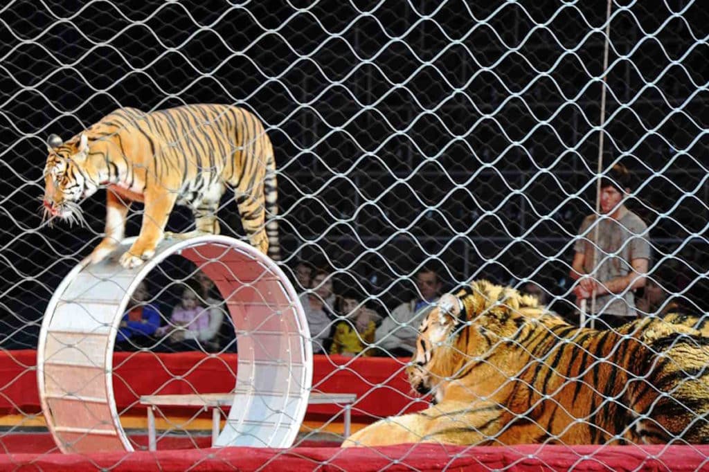 circo animali.jpg