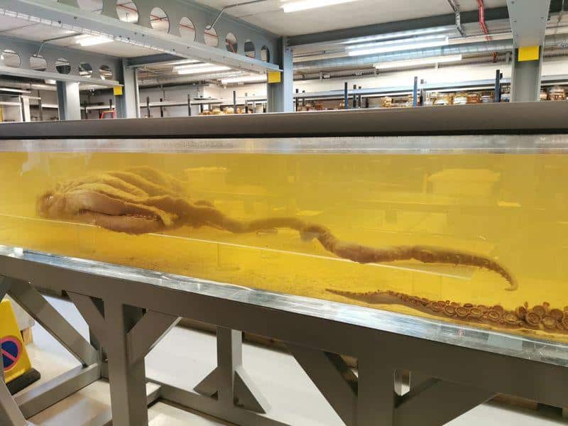 colossal squid head and limbs m.jpg