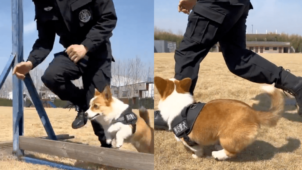 corgi fuzai cina.png
