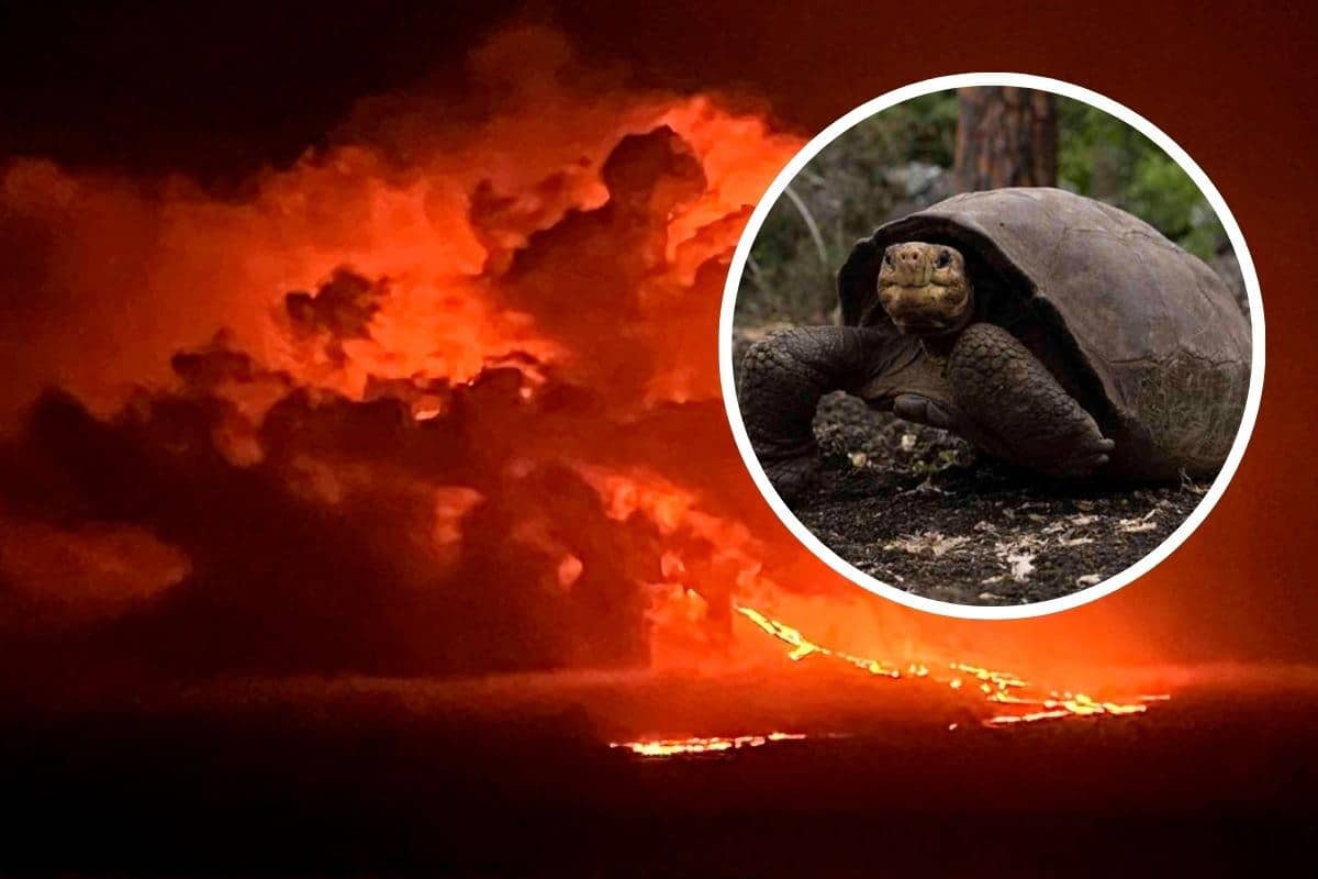 cumbre eruzione galapagos.jpg