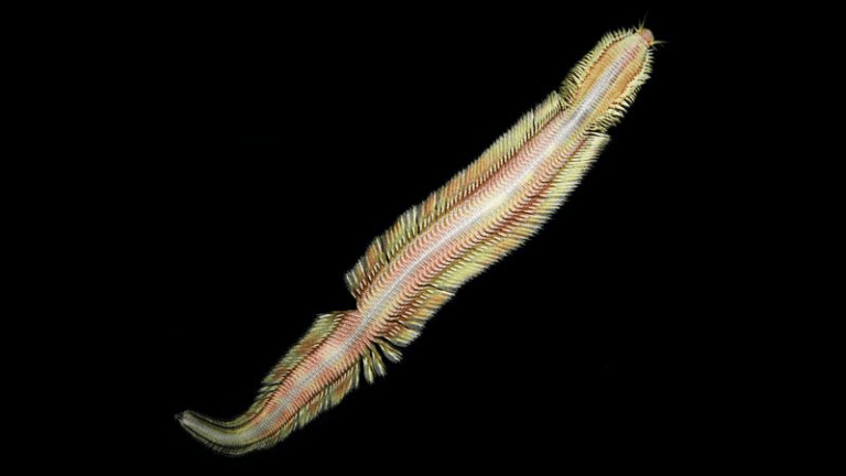 deep sea snakeworm m.png