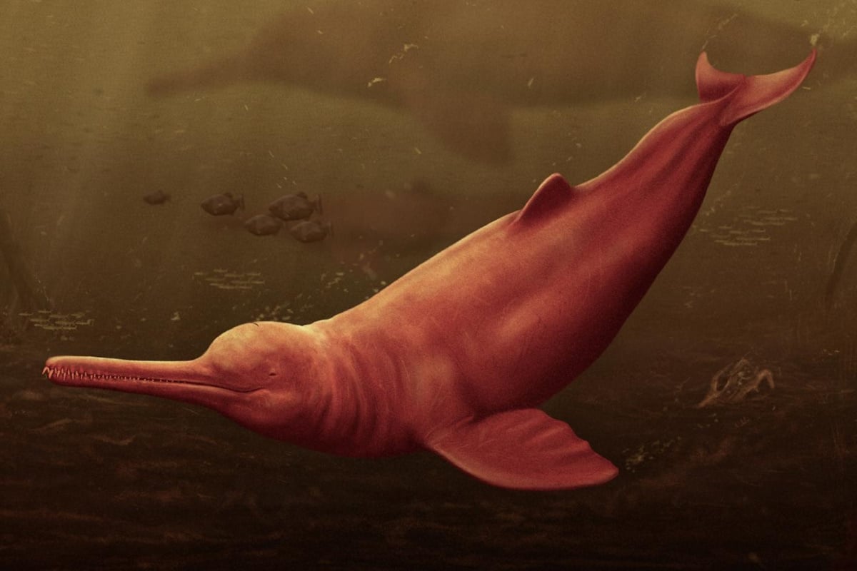 delfino rio amazzoni 16 milioni anni.jpg