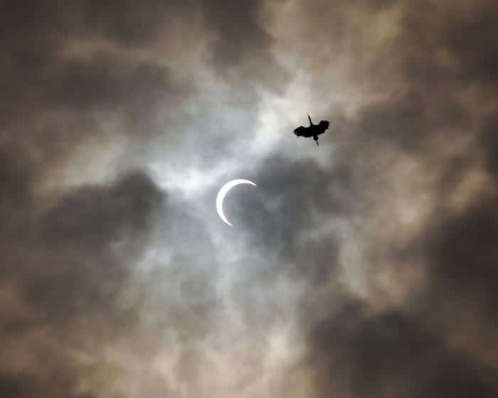 eclipse birb m.jpg