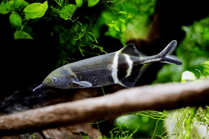 elephantnose fish m.png