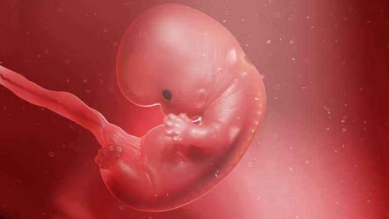 embryo in amniotic fluid m.jpg