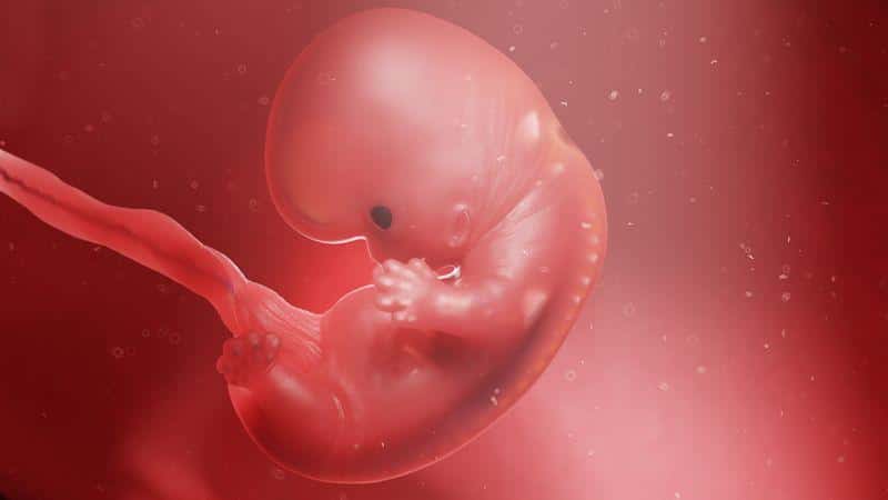 embryo in amniotic fluid m.jpg