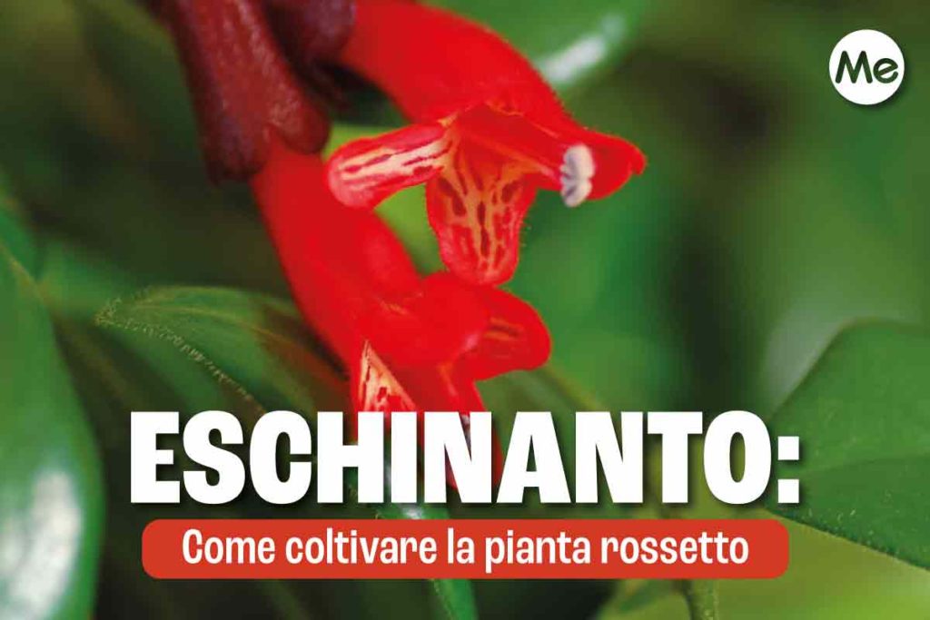 eschinanto.jpg