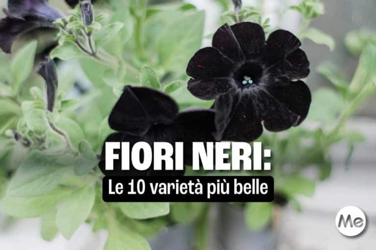 fiori neri.jpg