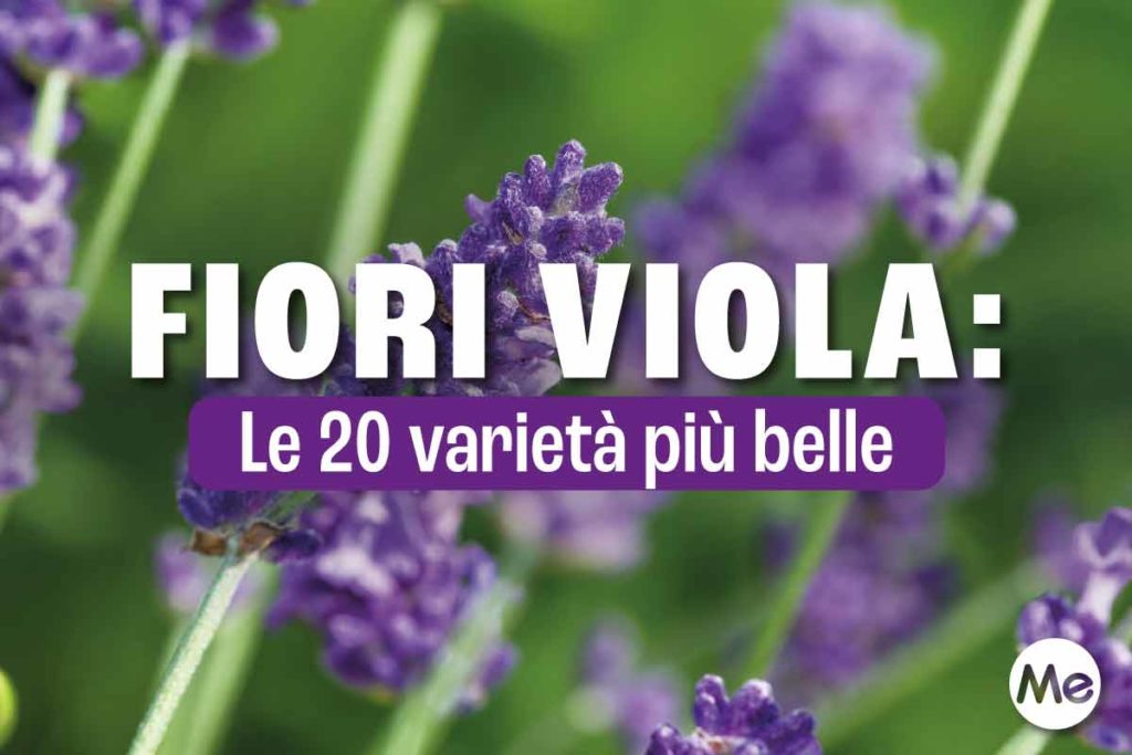 fiori viola.jpg