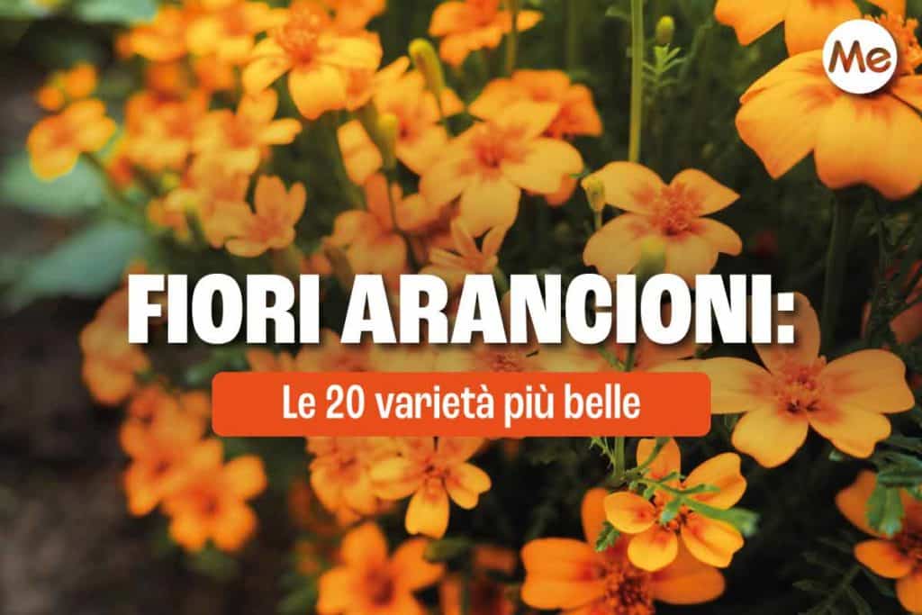 fioriarancioni.jpg