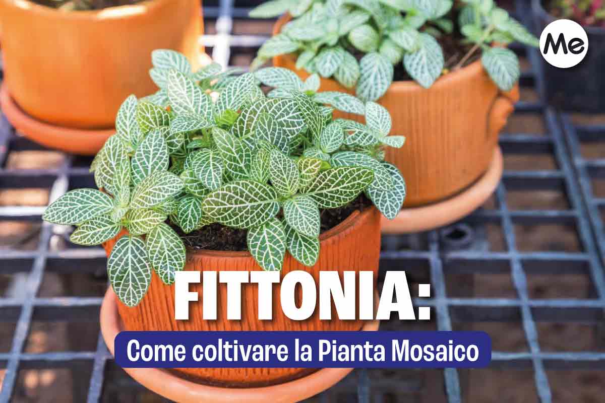 Fittonia, la Pianta Mosaico facilissima da coltivare in casa 1 fittonia 1 1.jpg