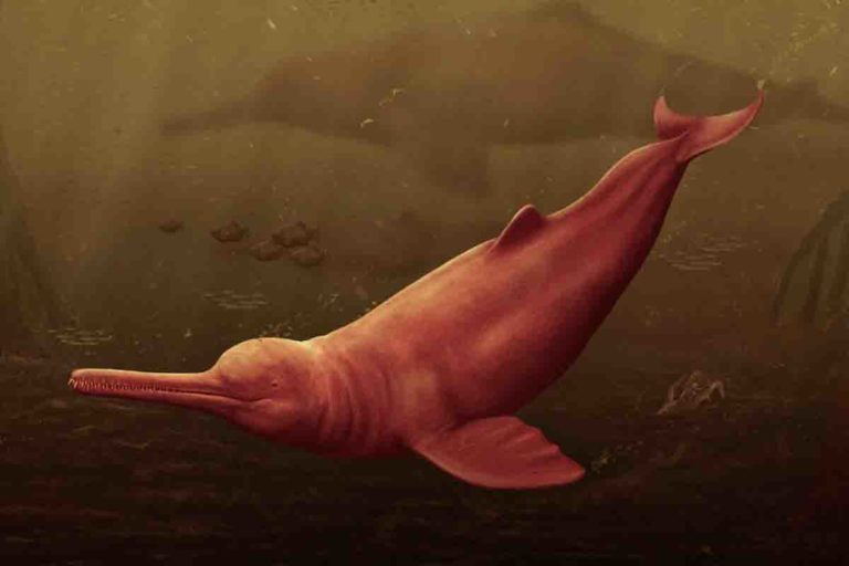fossile delfino gigante.jpg