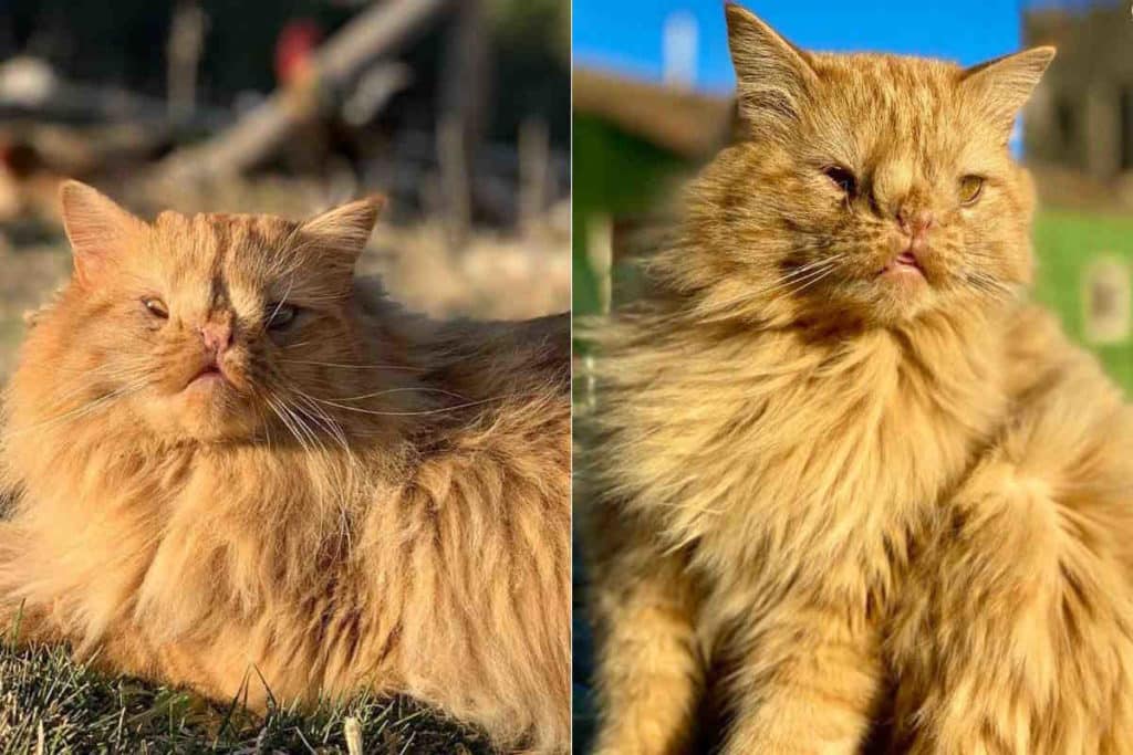 gatto Romeo.jpg