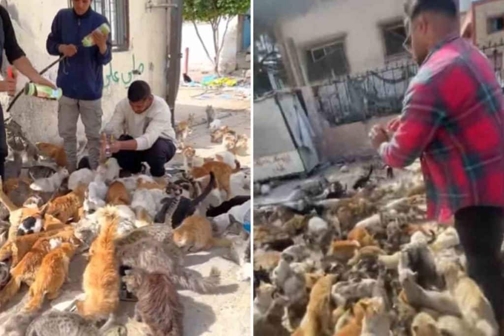 gaza gatti.jpg