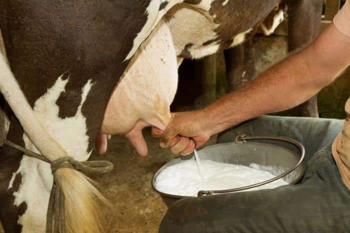 genetically modified cow s milk m.jpg