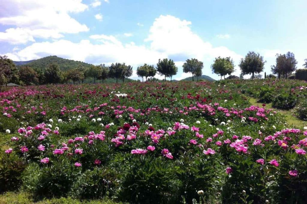 giardino delle peonie.jpg