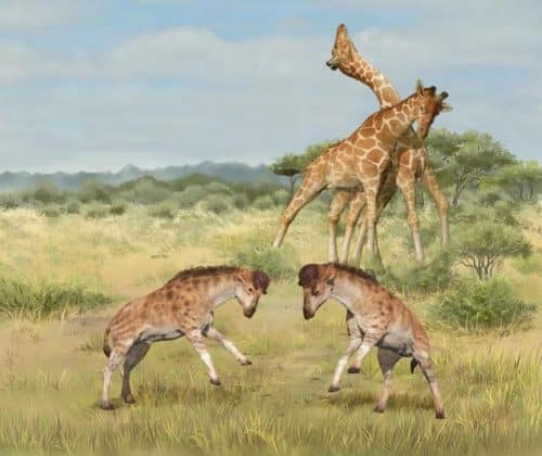 giraffe 500x420.jpg