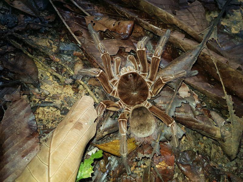 goliath birdeater m.jpg