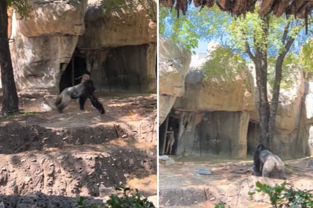 gorilla zoo.jpg