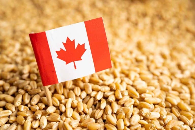 grano canadese puglia.jpg