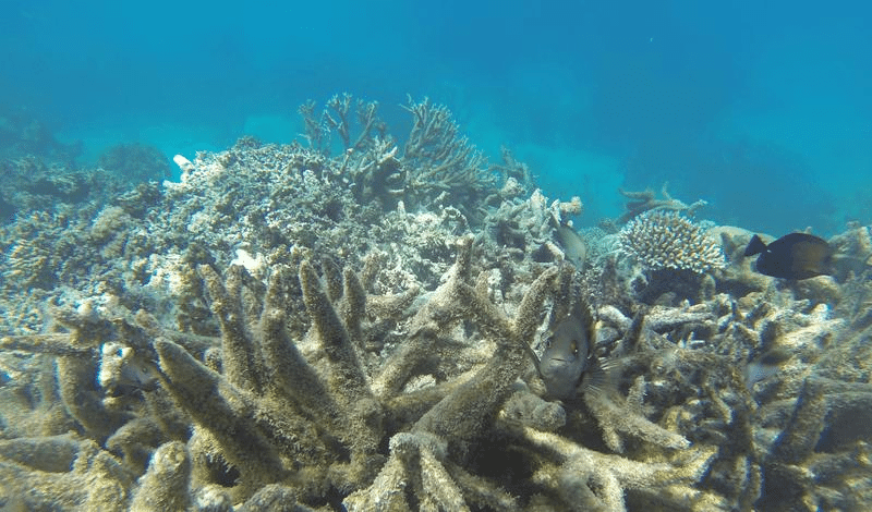 Sbiancamento Coralli: Duro Colpo alla Grande Barriera Corallina 1 great barrier reef m.png
