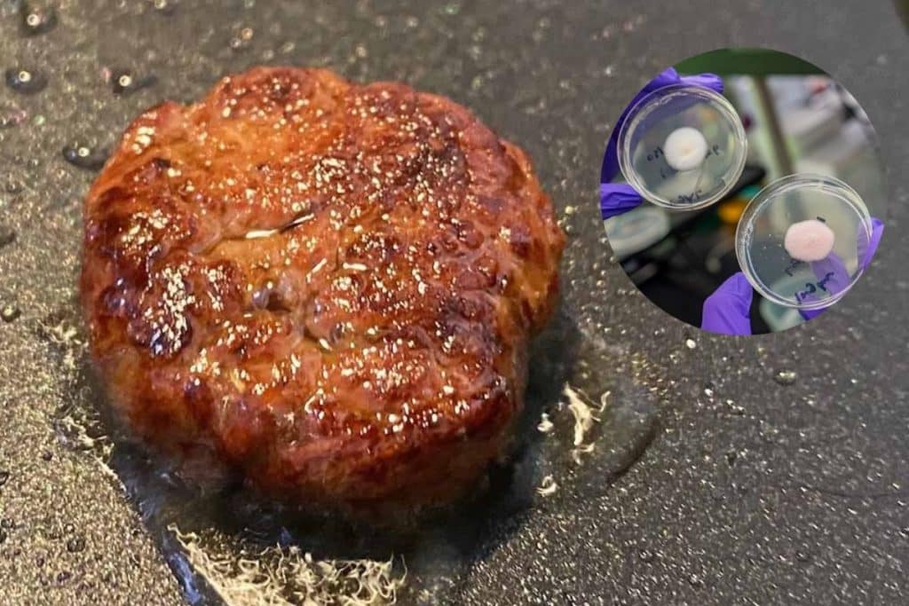 hamburger da funghi bioingegnerizzati.jpg