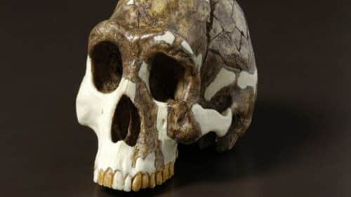 homo erectus 1 500x281.jpg