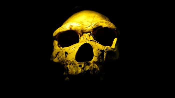Il Cruciale Bottleneck Umano: Mistero Risolto? 3 homo erectus skull m.jpg