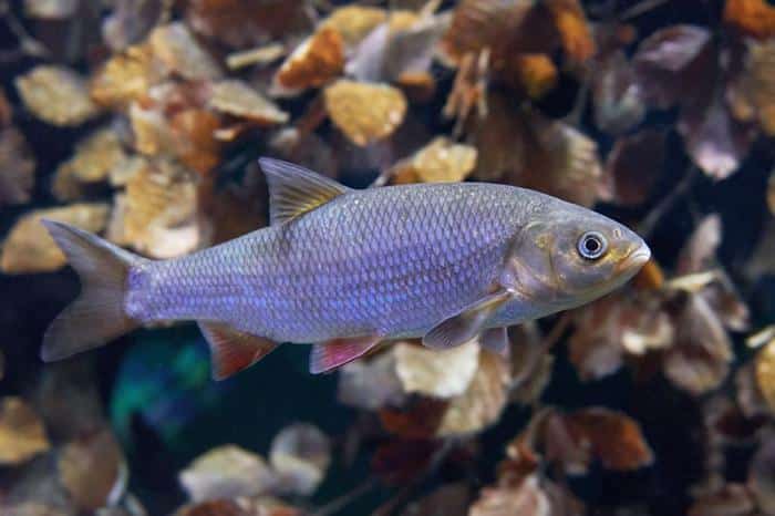 ide fish m.jpg