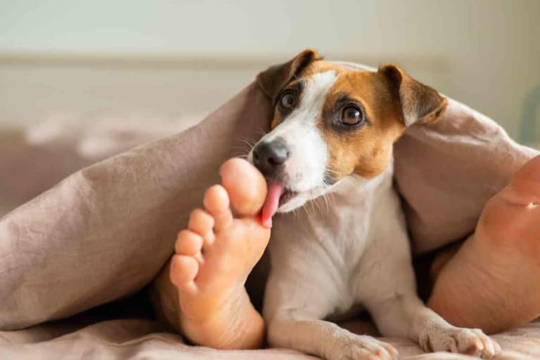 jack russell piedi.jpg