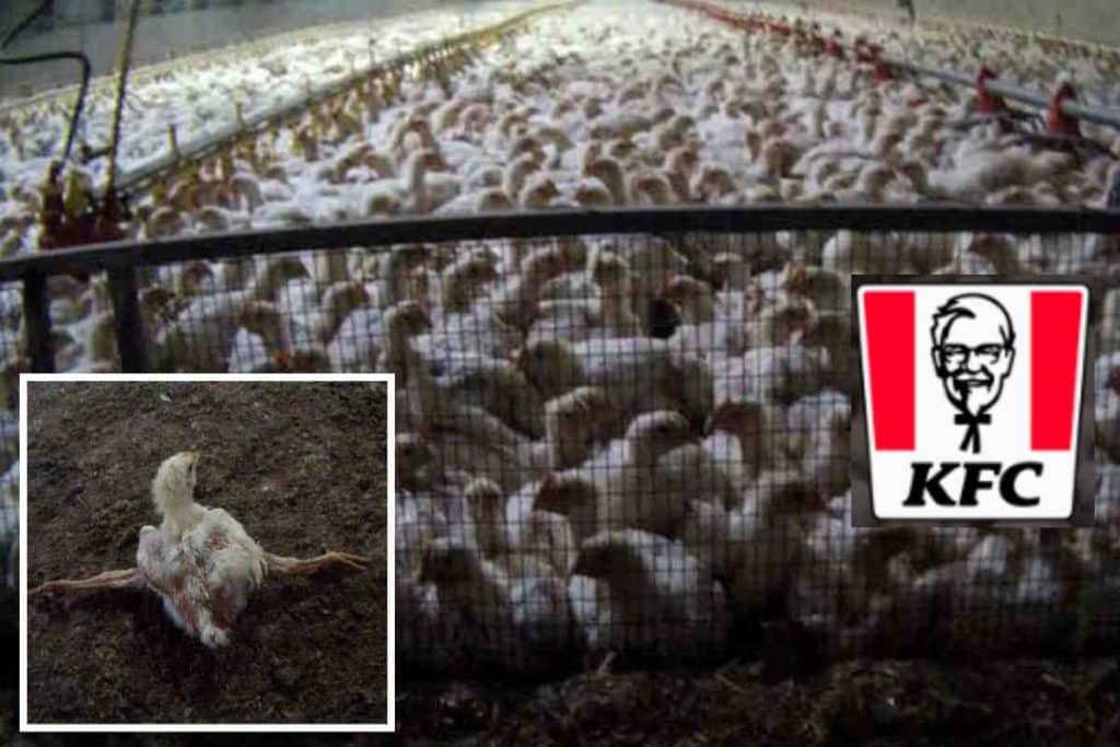 kfc polli 1.jpg