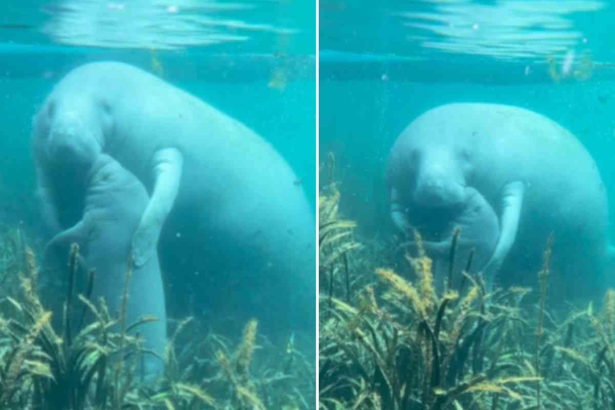 Questa mamma lamantino che abbraccia il suo cucciolo è la cosa più dolce che vedrai oggi 1 lamantino abbraccio.jpg