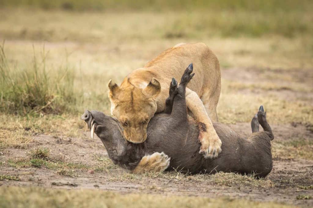 leone nella savana.jpg
