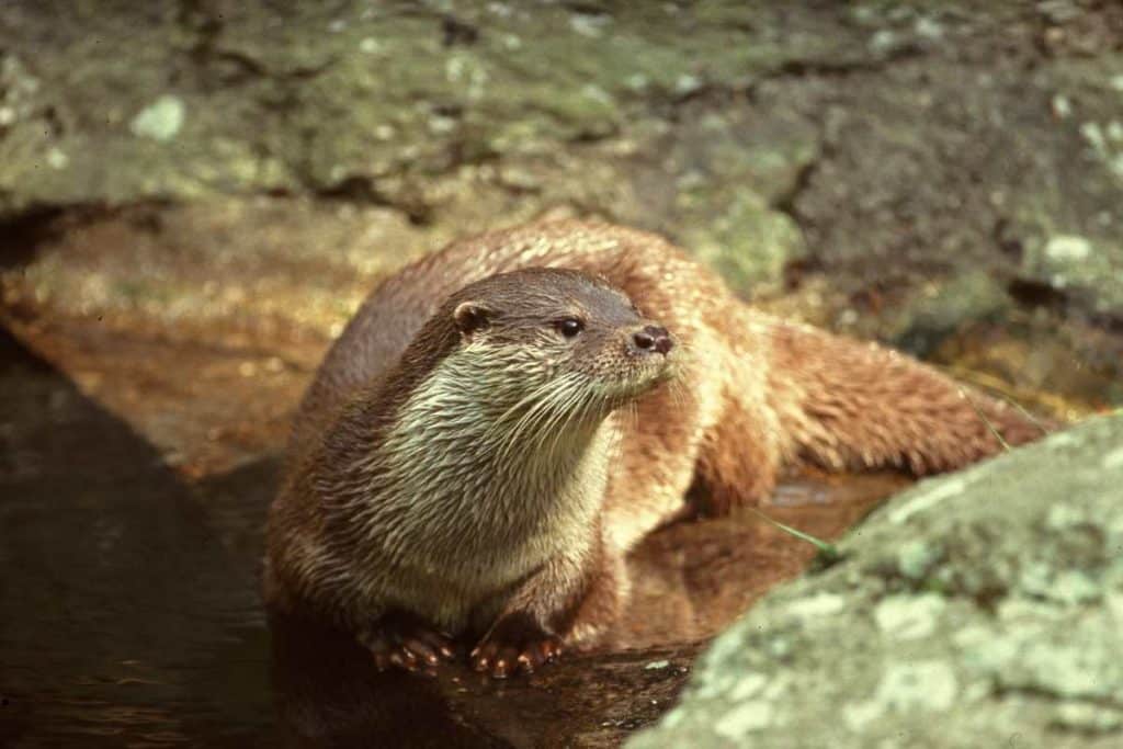 lontra.jpg