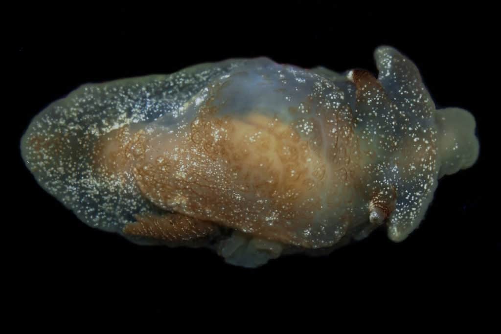 lumaca di mare nuova specie.jpg