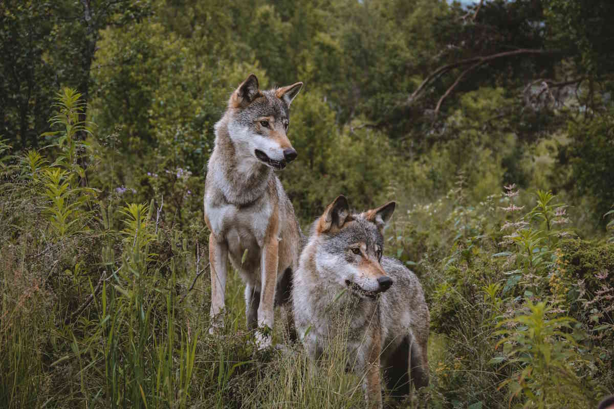 Vietato l’uso del terribile veleno stricnina per il controllo della fauna selvatica in Canada 1 lupi.jpg