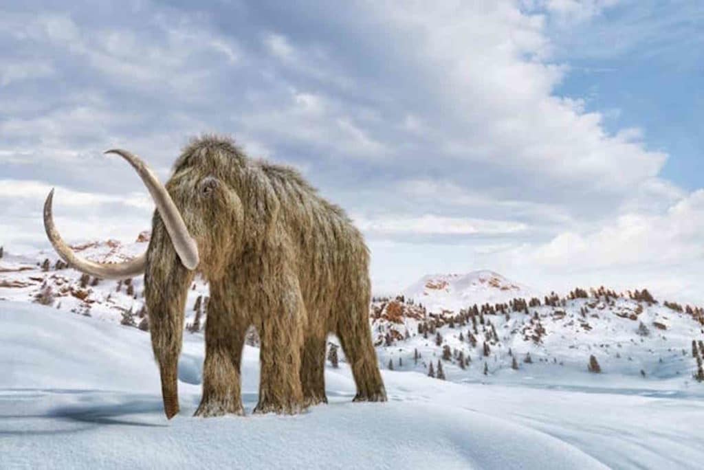 mammut.jpg